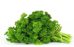 Parsley 500 gram 1/2 kg